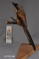 藏品(棕背伯勞)的圖片